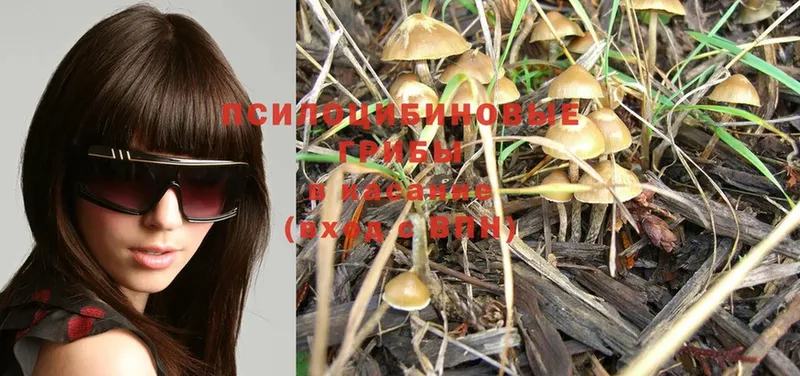 МЕГА ССЫЛКА  где купить наркотик  Бузулук  Галлюциногенные грибы Psilocybine cubensis 